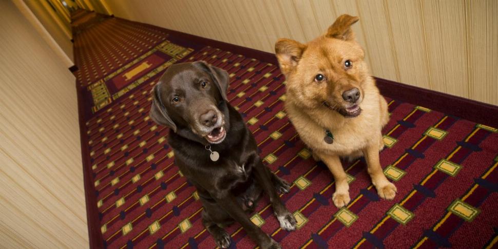 A List Of Dog Friendly Hotel Chains Welks Com   Banner 970x485 